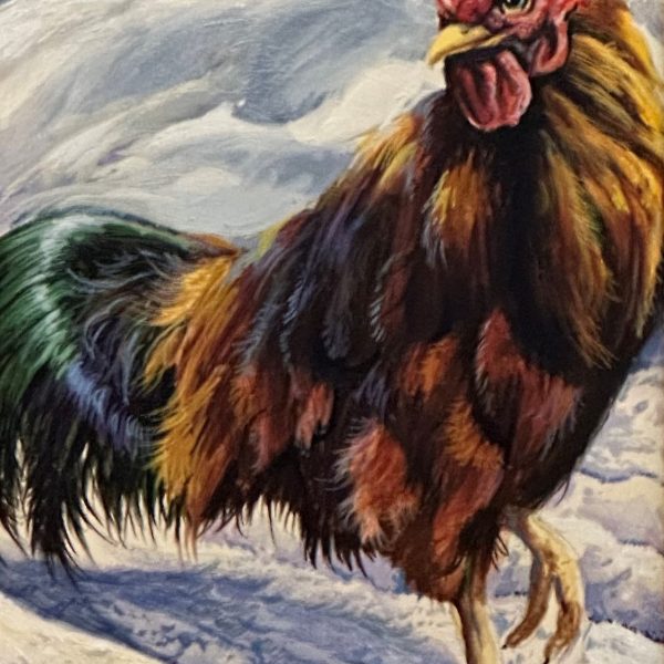 Rhode Island Red Rooster