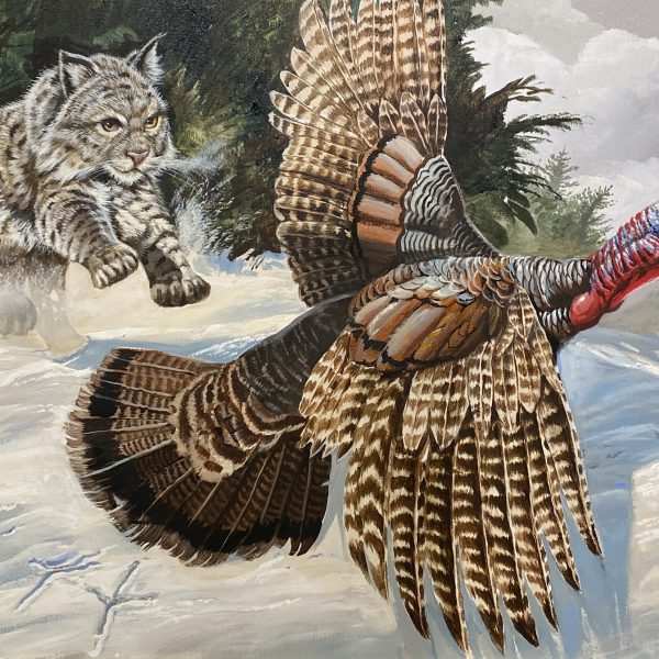 Turkey and Bobcat
